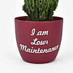 Cactus Plant In Printed Pot