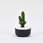 Cactus Plant In Round Pot