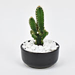 Cactus Plant In Round Pot