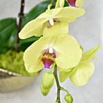 Dual Orchid Beauty