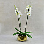 Dual Stem Orchid Plant in Premium Vase