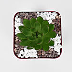 Echeveria Plant In Desktop Companion Pot