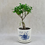 Ficus in Beautiful Printed Ceramic Planter