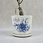 Ficus in Beautiful Printed Ceramic Planter