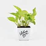 Golden Money Plant In Welcome Back Pot