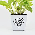 Golden Money Plant In Welcome Back Pot