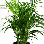 Medium Areca Palm Plant