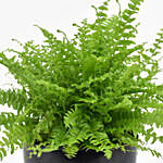 Nephrolepis Plant In Printed Pot
