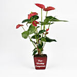 Red Anthurium Plant In Printed Pot