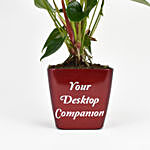 Red Anthurium Plant In Printed Pot