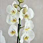 Two Stem White Phalaenopsis