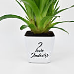 Vriesea Plant In Printed Pot