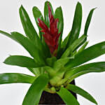Vriesea Plant In Printed Pot