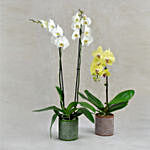 White and Yellow Orchids