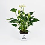 White Anthurium Plant In Printed Pot