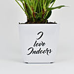 White Anthurium Plant In Printed Pot