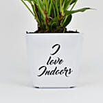 White Anthurium Plant In Printed Pot