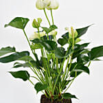 White Anthurium Plant In Printed Pot