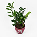 Zamioculcas Zamiifolia Plant In Printed Pot