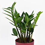 Zamioculcas Zamiifolia Plant In Printed Pot