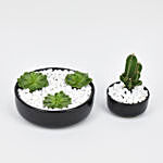Echeveria & Cactus Plant Combo