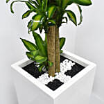 Dracaena Massangeana in 80cm High Planter