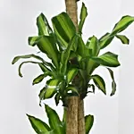 Dracaena Massangeana in 80cm High Planter