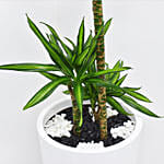 Dracaena Rikki in 60cm High Planter