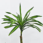 Dracaena Rikki in 60cm High Planter