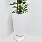 Dracaena Rikki in 60cm High Planter