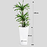 Dracaena Rikki in 60cm High Planter