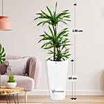 Dracaena Rikki in 60cm High Planter