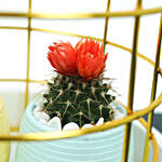 Lovely Flowery Cactus Couple In A Cage