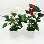 Red and White Anthurium Plants Combo