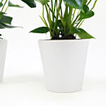 Red and White Anthurium Plants Combo