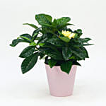 Beautiful Gardenia Jasmine Plant