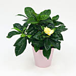 Beautiful Gardenia Jasmine Plant