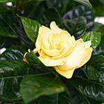 Beautiful Gardenia Jasmine Plant