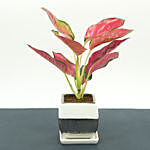 Beautiful Red Aglaonema Plant In Designer Square Pot