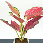 Beautiful Red Aglaonema Plant In Designer Square Pot