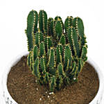 Cactus in Designer Vase
