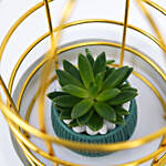 Cute Little Succulent In A Cage