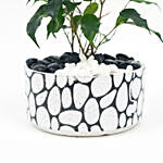 Ficus Benjamina in Stone pot