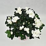 White Chrysanthemum Plant