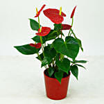 Lovely Red Anthurium Plant In Red Colour Pot