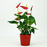 Lovely Red Anthurium Plant In Red Colour Pot