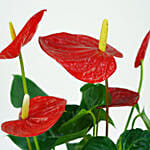 Lovely Red Anthurium Plant In Red Colour Pot