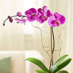 Purple Orchid Plant In Glass Vase