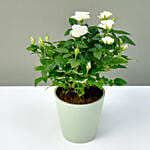 White Rose Plant in a Pot