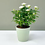 White Rose Plant in a Pot